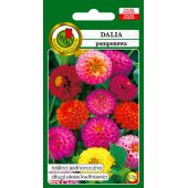 Dalia pomponowa (Dahlia pinnata) - 0,5 g