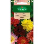 Dalia zmienna UNWINS (mieszanka) (Dahlia variabilis) - 1 g