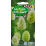 Dmuszek jajowaty (Lagurus ovatus) - 0,5 g