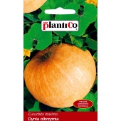 Dynia olbrzymia BAMBINO (Cucurbita maxima) - 5 g