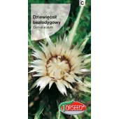 Dziewięćsił bezłodygowy (Carlina acaulis) - 0,1 g