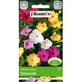Dziwaczek (Mirabilis jalapa) - 3 g