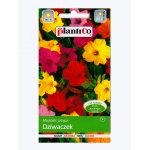 Dziwaczek (Mirabilis jalapa) - 3 g