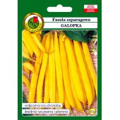 Fasola szparagowa karłowa żółtostrąkowa GALOPKA (Phaseolus vulgaris) - 30 g 