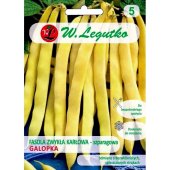 Fasola szparagowa karłowa żółtostrąkowa GALOPKA (Phaseolus vulgaris) - 40 g 