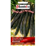 Fasola szparagowa tyczna fioletowostrąkowa BLAUHILDE (Phaseolus vulgaris) - 10 g