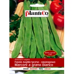 Fasola szparagowa tyczna zielonostrąkowa MARCONI A GRANO BIANCO (Phaseolus vulgaris) - 10 g