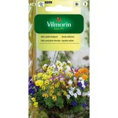 Fiołek o pędach zwisających (mieszanka) (Vola x williamsii) - 0,2 g