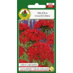 Firletka chalcedońska (czerwona) (Lychnis chalcedonica) - 1 g