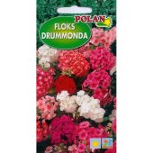 Floks Drummonda, Płomyk letni (Phlox Drummondii) - 1 g