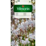 Gaura (Gaura lindheimeri) - 0,4 g