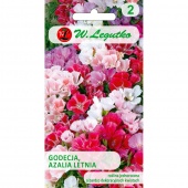 Godecja, Azalia letnia (mieszanka) (Godetia grandiflora) - 1 g