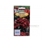 Goździk brodaty BLACK MAGIC (ciemnopurpurowy) (Dianthus barbatus) - 0,5 g 