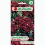 Goździk brodaty BLACK MAGIC (ciemnopurpurowy) (Dianthus barbatus) - 0,5 g 