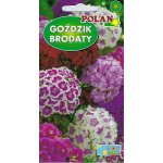 Goździk brodaty (mieszanka) (Dianthus barbatus) - 1 g