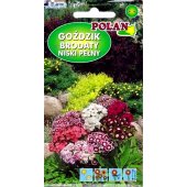 Goździk brodaty niski pełny (mieszanka) (Dianthus barbatus) - 0,5 g