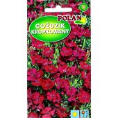 Goździk kropkowany (mieszanka) (Dianthus deltodies) - 1 g