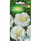 Goździk ogrodowy GRENADIN (biały) (Dianthus caryophyllus)  - 0,5 g 
