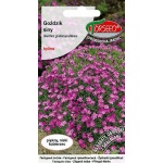 Goździk siny (różowo-czerwony) (Dianthus gratianopolitanus) - 0,1 g