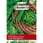 Groch siewny łuskowy CUD KELVEDONU (Pisum sativum) - 40 g