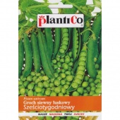 Groch siewny łuskowy SZEŚCIOTYGODNIOWY (Pisum sativum) - 40 g 