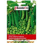 Groch siewny łuskowy SZEŚCIOTYGODNIOWY (Pisum sativum) - 40 g 