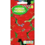 Groszek pachnący (czerwony) (Lathyrus odoratus) - 3 g
