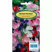 Groszek pachnący (mieszanka) (Lathyrus odoratus) - 5 g