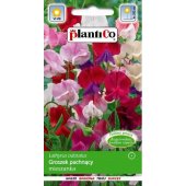 Groszek pachnący (mieszanka) (Lathyrus odoratus) - 2 g