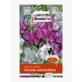Groszek szerokolistny (Lathyrus latifolius) - 2 g