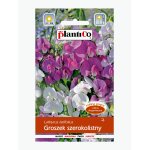 Groszek szerokolistny (Lathyrus latifolius) - 2 g