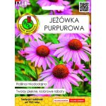 Jeżówka (purpurowa) (Echinacea purpurea) - 1 g