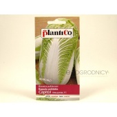 Kapusta pekińska CAPITOL F1 (Brassica pekinensis) - 0,5 g