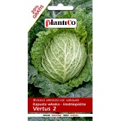 Kapusta włoska późna VERTUS 2 (Brassica oleracea var capitata) - 2 + 0,4 g