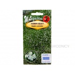 Karmnik ościsty (Sagina subulata) - 0,03 g