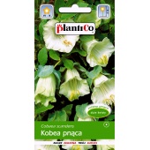 Kobea pnąca (biała) (Cobea scandens) - 0,5 g