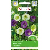 Kobea pnąca (mieszanka) (Cobea scandens) - 0,5 g
