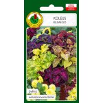 Koleus BLUMEGO (Coleus blumei) - 0,1 g