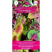 Koleus RAINBOW (mieszanka) (Coleus blumei) - 0,1 g