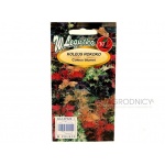 Koleus ROKOKO (Coleus blumei) - 0,02 g