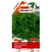 Koper ogrodowy GOLIAT (Anethum graveolens) - 5 g