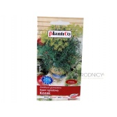 Koper ogrodowy KOZAK (Anethum graveolens) - 6 g