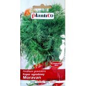 Koper ogrodowy MORAVAN (Anethum graveolens) - 5 g