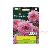 Kosmos, Onętek różowy ROSE BONBON (Cosmos bipinnatus) - 0,5 g
