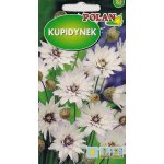 Kupidynek biały (Catananche caerulea) - 0,1 g