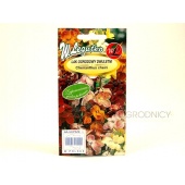 Lak ogrodowy dwuletni (Cheiranthus cheiri) - 1 g