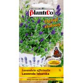 Lawenda lekarska (Lavandula officinalis) - 0,2 g 