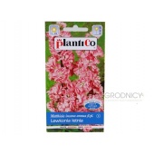 Lewkonia letnia (różowa) (Matthiola incana annua) - 0,5 g