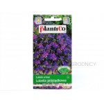Lobelia przylądkowa (fioletowa) (Lobelia erinus) - 0,2 g 