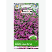Lobelia przylądkowa (fioletowa) (Lobelia erinus) - 0,2 g 